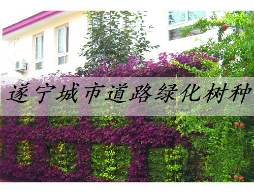 遂寧城市道路綠化樹種