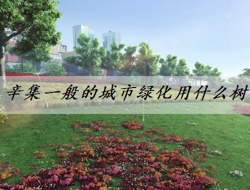 辛集一般的城市綠化用什么樹