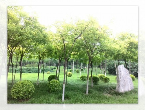洪江市政綠化護欄