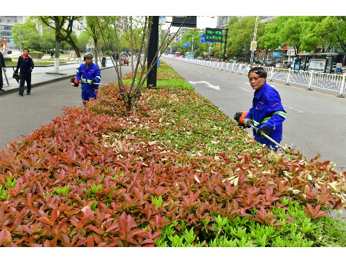 江陰綠化樹種