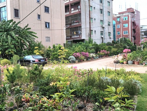 瀏陽市政綠化樹木品種大全