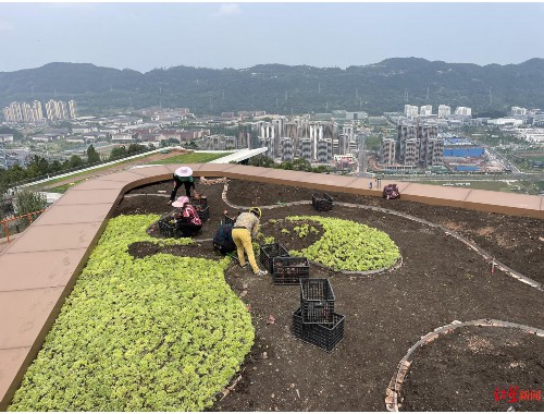 瀘州城市綠化帶種植什么植物比較好