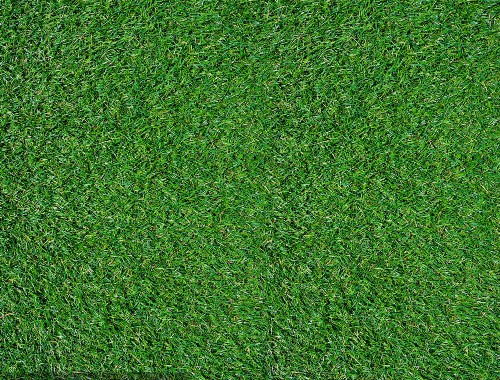 四川玉龍草綠化工程用苗