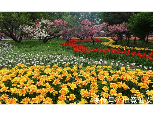 瀘州城市綠化苗木品種大全