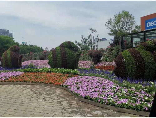 津市城市綠化帶種植什么植物好