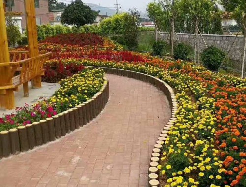 泰州城市綠化帶植物叫什么