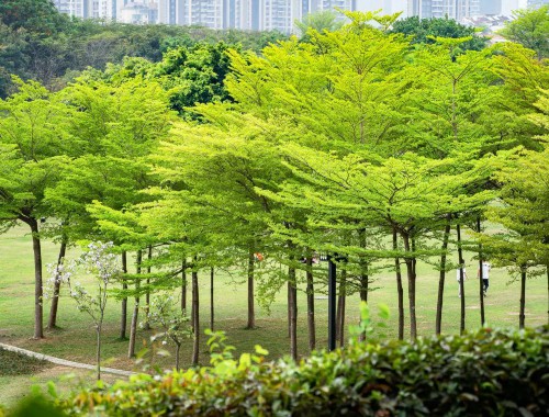 小區綠化工程投標技術方案