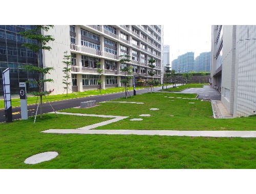 瀘州市政綠化樹木品種大全