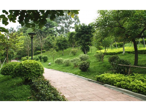 水生植物綠化工程公司名字