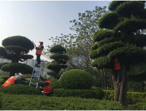 泰州工廠綠化工程招聘網
