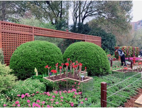 泉州城市綠化帶植物叫什么