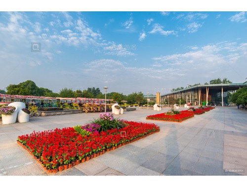 泉州綠化苗木批發市場在哪里