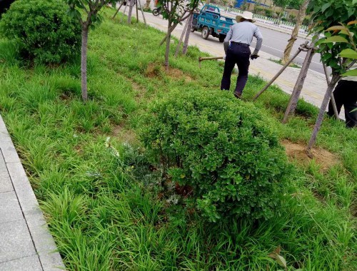 泰興市政道路綠化樹苗種類大全