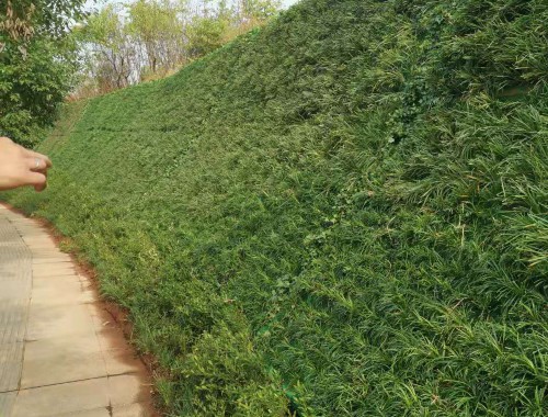 沭陽昱美弘園林綠化工程有限公司