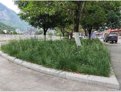 泰州市城市綠化管理