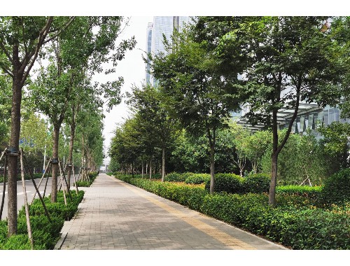 泊頭城市綠化帶種植什么植物好