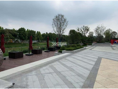 河北綠化苗木批發市場在哪