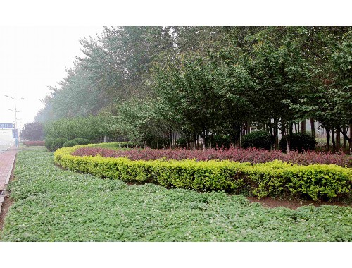 沭陽茂之順園林綠化工程有限公司