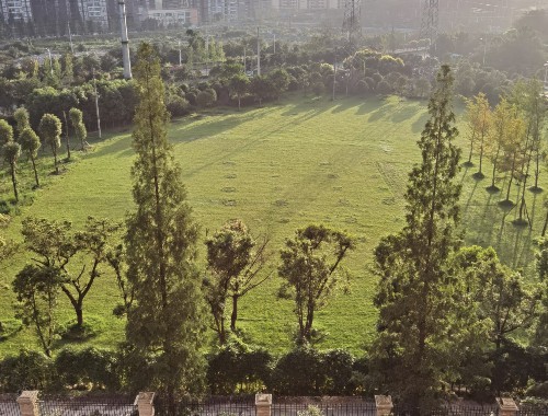 武夷山城市綠化帶種植什么植物比較好