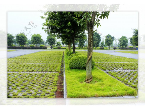 河東城市綠化常用的植物和花