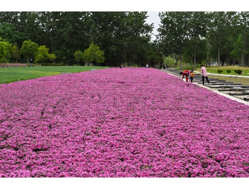 河北城市綠化管理處