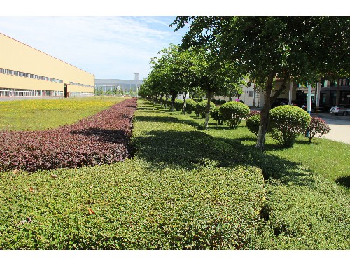 池州城市綠化的植物品種