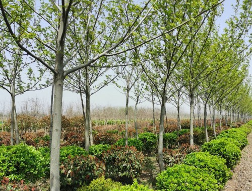 沙河市政綠化常用苗木