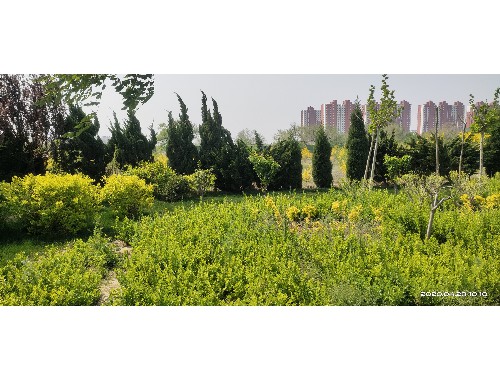 沈陽藍景創途園林綠化工程