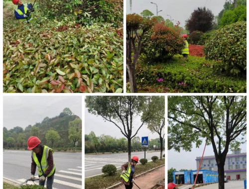 江油附近綠化苗木市場在哪里啊