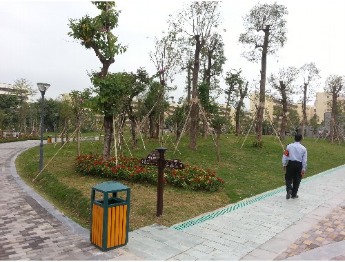 沁陽城市綠化帶植物叫什么