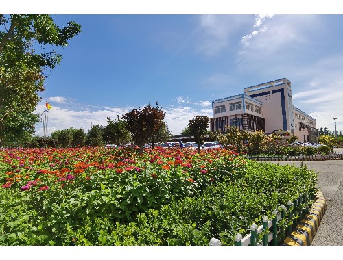 汝州市政綠化常用樹