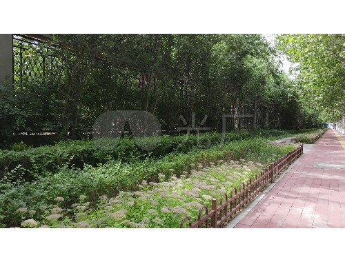 文明城市綠化帶撿拾垃圾