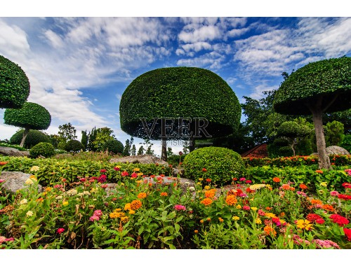 文明城市綠化花