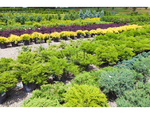 園林綠化工程植物品種介紹