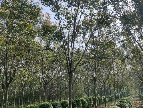 園林綠化工程施工日志范本